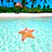 instagram-cozumel-starfish