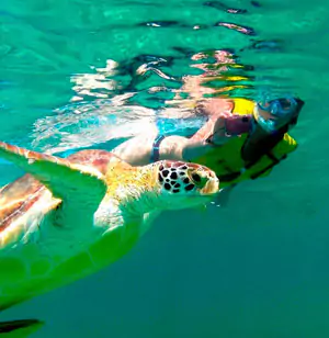 tour-akumal-nado-con-tortugas